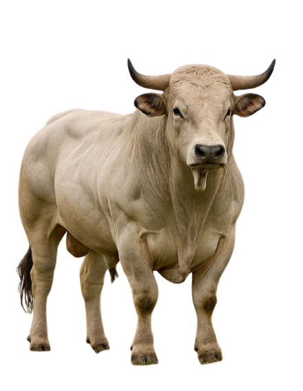 Beef