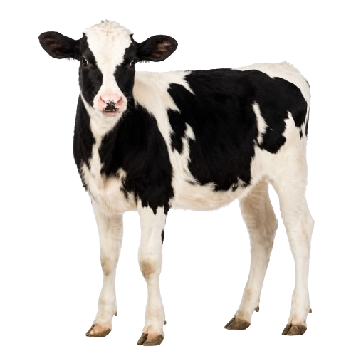 Veal